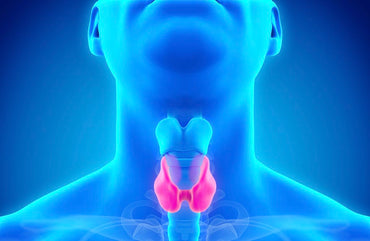 An Overview Of Thyroid Health